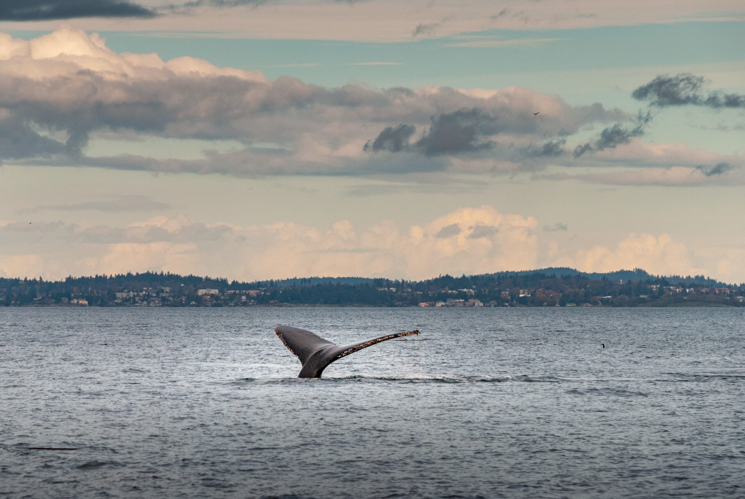 KZN Whale watching